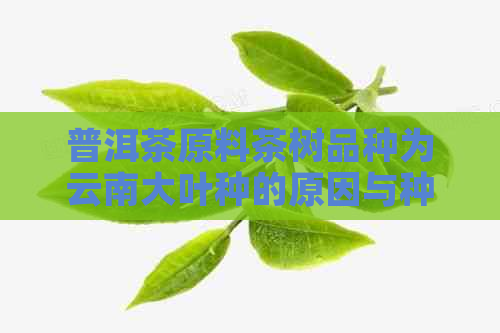 普洱茶原料茶树品种为云南大叶种的原因与种类