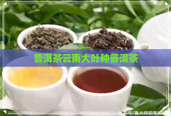 普洱茶云南大叶种普洱茶