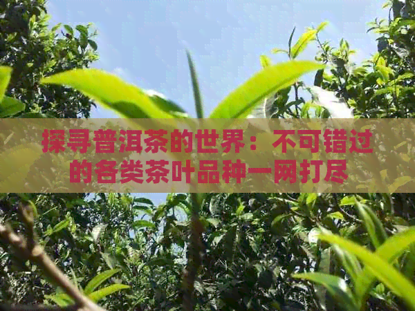 探寻普洱茶的世界：不可错过的各类茶叶品种一网打尽