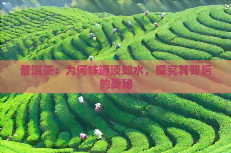 普洱茶：为何味道淡如水，探究其背后的奥秘