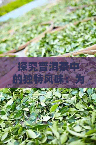 探究普洱茶中的独特风味：为何喝起来毫无味道？