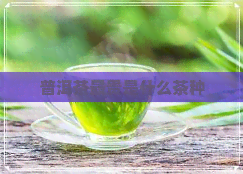 普洱茶最贵是什么茶种