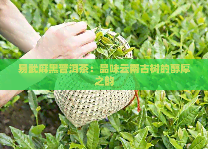 易武麻黑普洱茶：品味云南古树的醇厚之韵