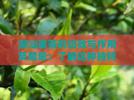 潮汕菜茶的功效与作用及禁忌：了解这种独特饮品的益处和潜在风险