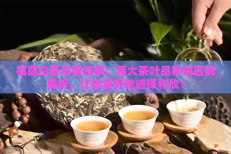 福鼎白茶与普洱茶：两大茶叶品种的区别解析，让你更好地选择和欣！