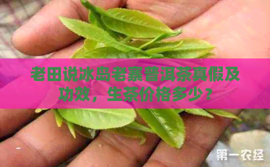 老田说冰岛老寨普洱茶真假及功效，生茶价格多少？