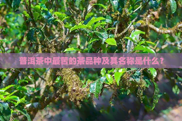 普洱茶中最苦的茶品种及其名称是什么？