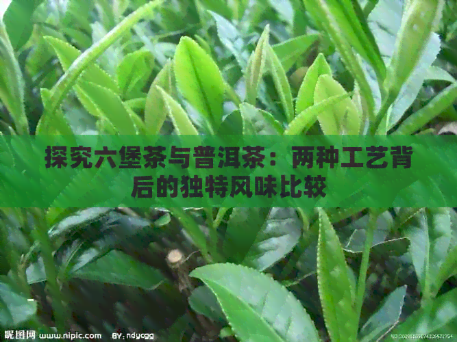 探究六堡茶与普洱茶：两种工艺背后的独特风味比较