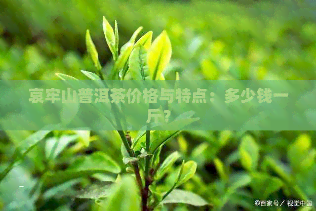 哀牢山普洱茶价格与特点：多少钱一斤？