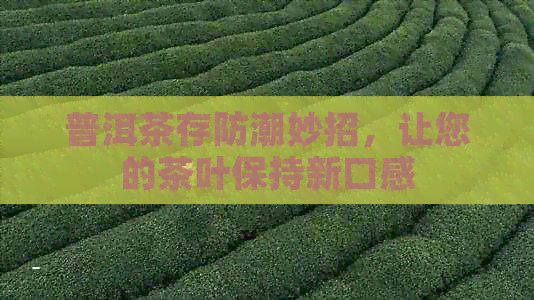 普洱茶存防潮妙招，让您的茶叶保持新口感