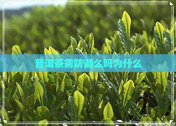 普洱茶需防潮么吗为什么