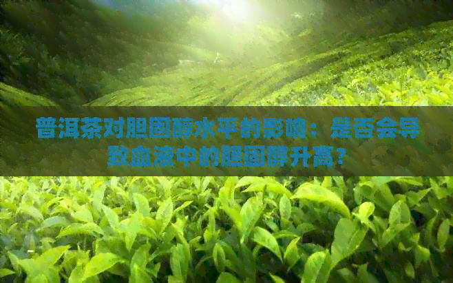 普洱茶对胆固醇水平的影响：是否会导致血液中的胆固醇升高？