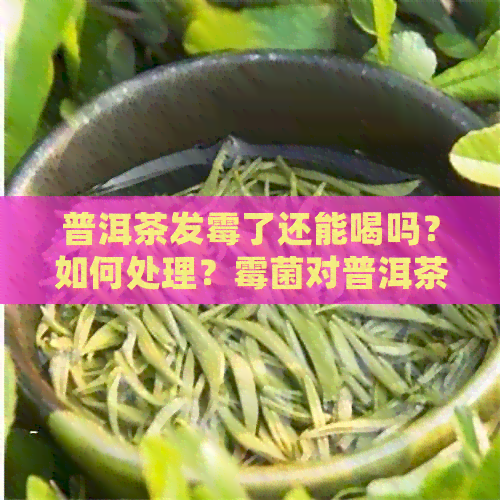 普洱茶发霉了还能喝吗？如何处理？霉菌对普洱茶的影响及安全饮用建议