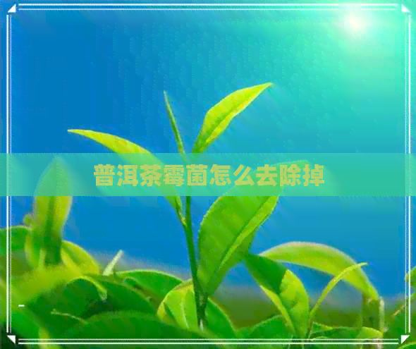 普洱茶霉菌怎么去除掉