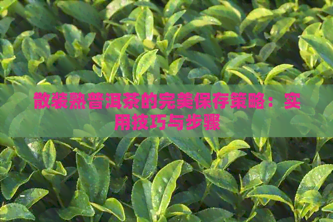 散装熟普洱茶的完美保存策略：实用技巧与步骤