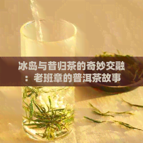 冰岛与昔归茶的奇妙交融：老班章的普洱茶故事