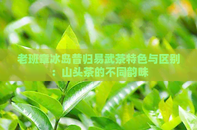 老班章冰岛昔归易武茶特色与区别：山头茶的不同韵味