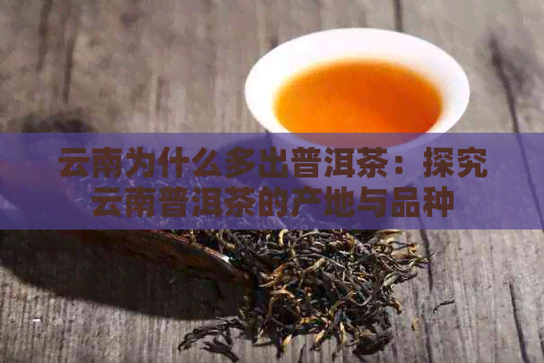 云南为什么多出普洱茶：探究云南普洱茶的产地与品种