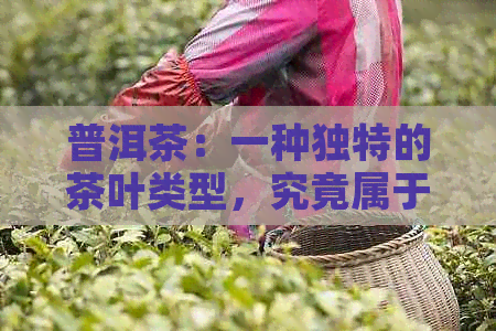 普洱茶：一种独特的茶叶类型，究竟属于食品还是饮料？解答所有疑问