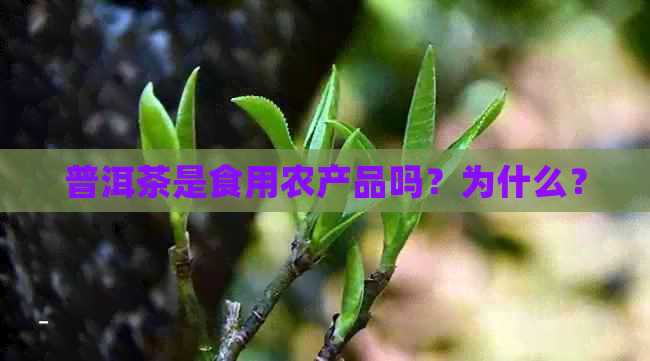 普洱茶是食用农产品吗？为什么？