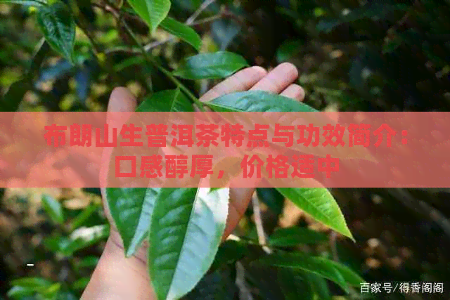 布朗山生普洱茶特点与功效简介：口感醇厚，价格适中