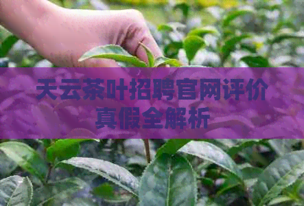 天云茶叶招聘官网评价真假全解析