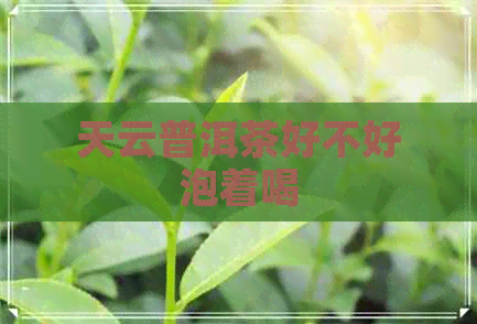 天云普洱茶好不好泡着喝