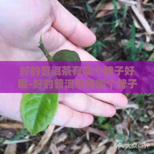 好的普洱茶有哪个牌子好喝-好的普洱茶有哪个牌子好喝的