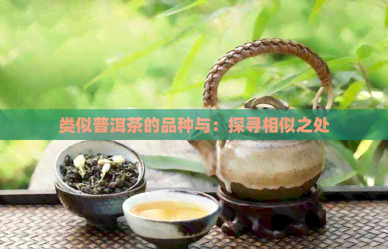 类似普洱茶的品种与：探寻相似之处