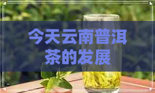 今天云南普洱茶的发展