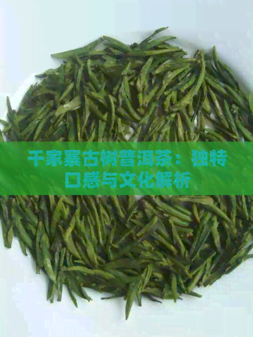 千家寨古树普洱茶：独特口感与文化解析