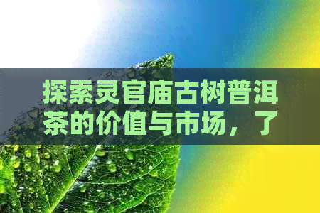 探索灵官庙古树普洱茶的价值与市场，了解其价格影响因素