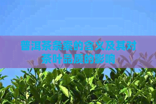 普洱茶条索的含义及其对茶叶品质的影响