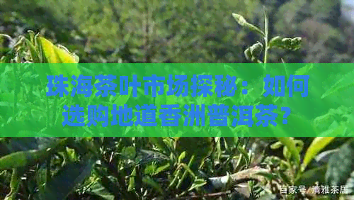 珠海茶叶市场探秘：如何选购地道香洲普洱茶？