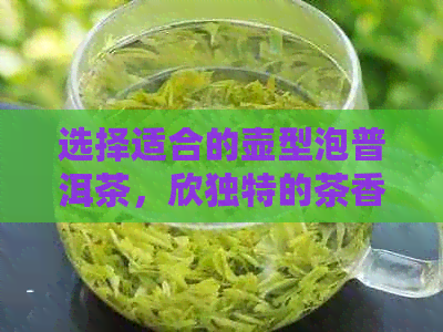 选择适合的壶型泡普洱茶，欣独特的茶香与口感