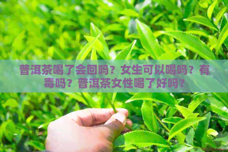 普洱茶喝了会回吗？女生可以喝吗？有吗？普洱茶女性喝了好吗？