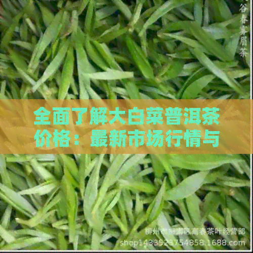 全面了解大白菜普洱茶价格：最新市场行情与选购指南