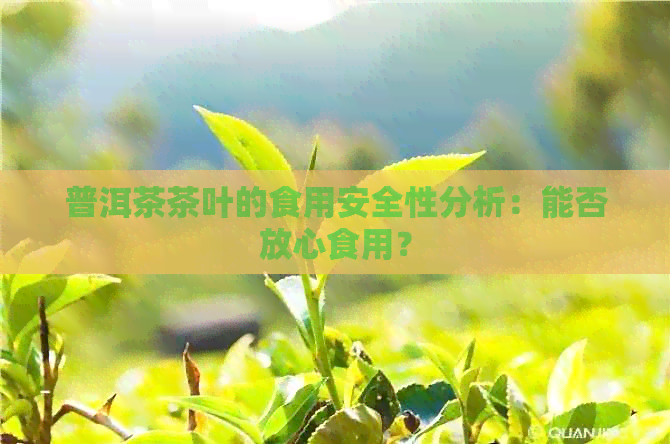 普洱茶茶叶的食用安全性分析：能否放心食用？