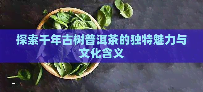 探索千年古树普洱茶的独特魅力与文化含义