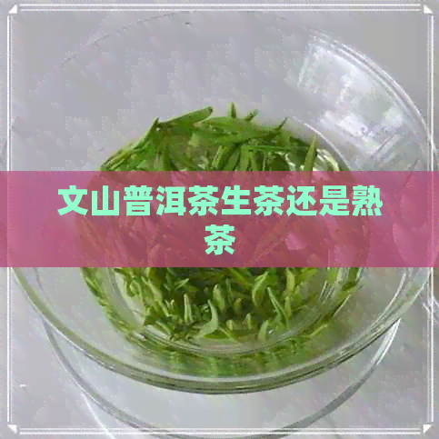 文山普洱茶生茶还是熟茶