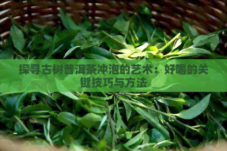 探寻古树普洱茶冲泡的艺术：好喝的关键技巧与方法