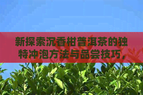 新探索沉香柑普洱茶的独特冲泡方法与品尝技巧，解锁其不凡功效