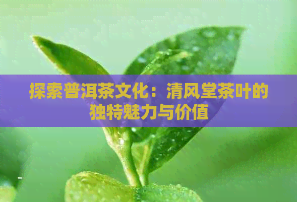 探索普洱茶文化：清风堂茶叶的独特魅力与价值