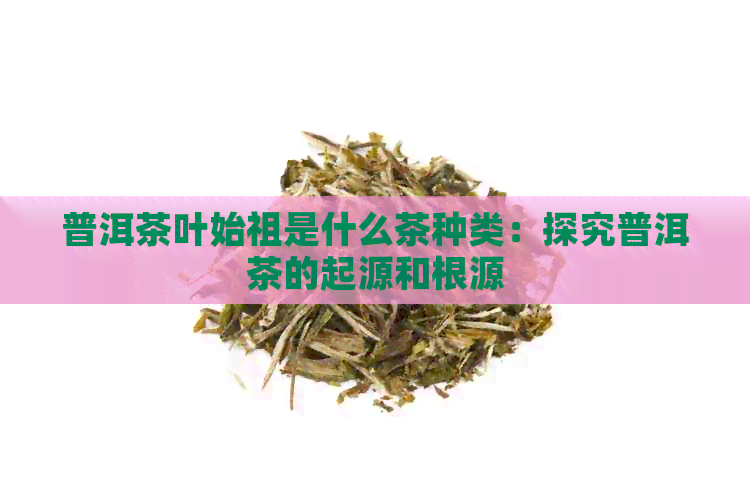 普洱茶叶始祖是什么茶种类：探究普洱茶的起源和根源