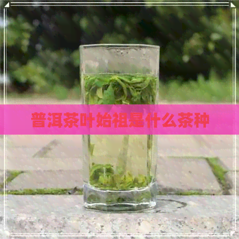 普洱茶叶始祖是什么茶种