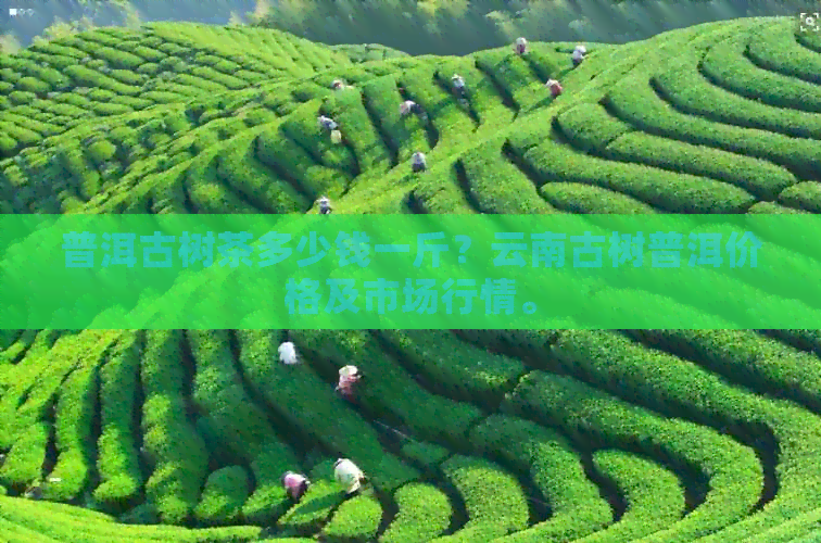 普洱古树茶多少钱一斤？云南古树普洱价格及市场行情。