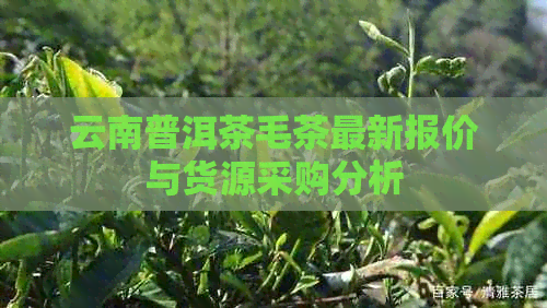 云南普洱茶毛茶最新报价与货源采购分析