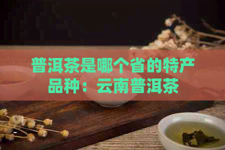 普洱茶是哪个省的特产品种：云南普洱茶