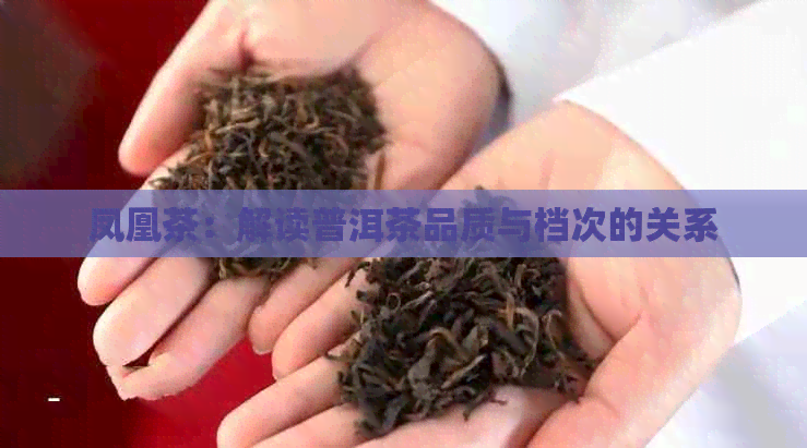 凤凰茶：解读普洱茶品质与档次的关系