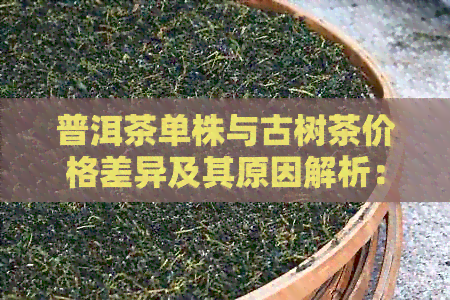 普洱茶单株与古树茶价格差异及其原因解析：哪个更值得购买？